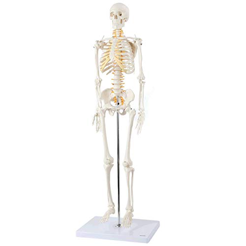 10 Best Human Skeleton Models [2024 UPDATED RANKINGS]