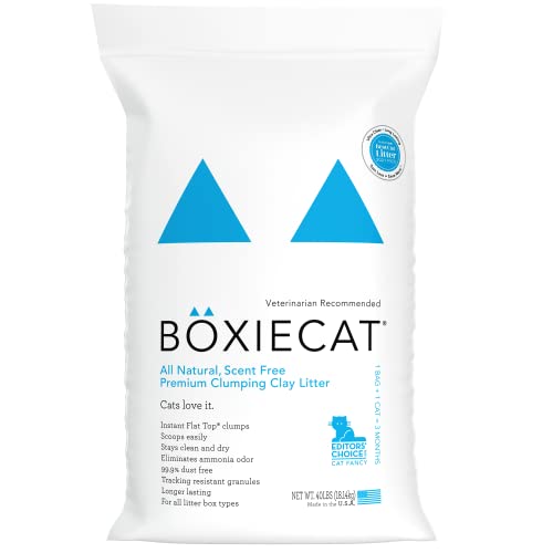 How To Buy Best Boxiecat Reviews 2024, Reviewed By Experts