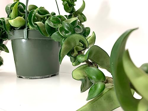 How To Buy Best Hoya Plant 2024, Reviewed By Experts