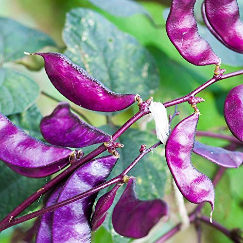 10 Best Hyacinth Bean Seeds Recommended By An Expert
