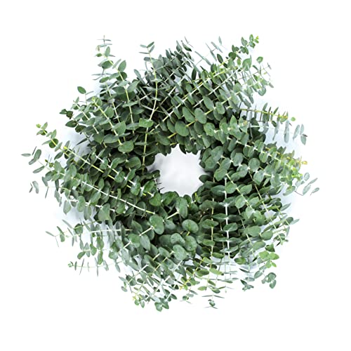 Top 10 Best Ecyluptus Wreath To Buy Online